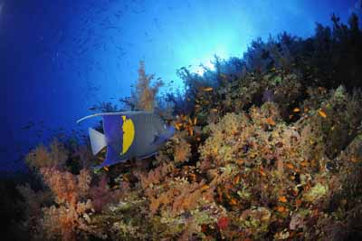 Shark Reef drop off in the Red Sea off the coast of Egypt. Photographs by Amar Guillen.
