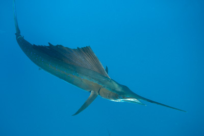 The sail fish sardine run in Mexico. Photographs by Amar Guillen.