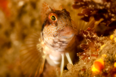 Underwater fauna along the coast of Charente-Maritime in France. Photographs by Amar Guillen.