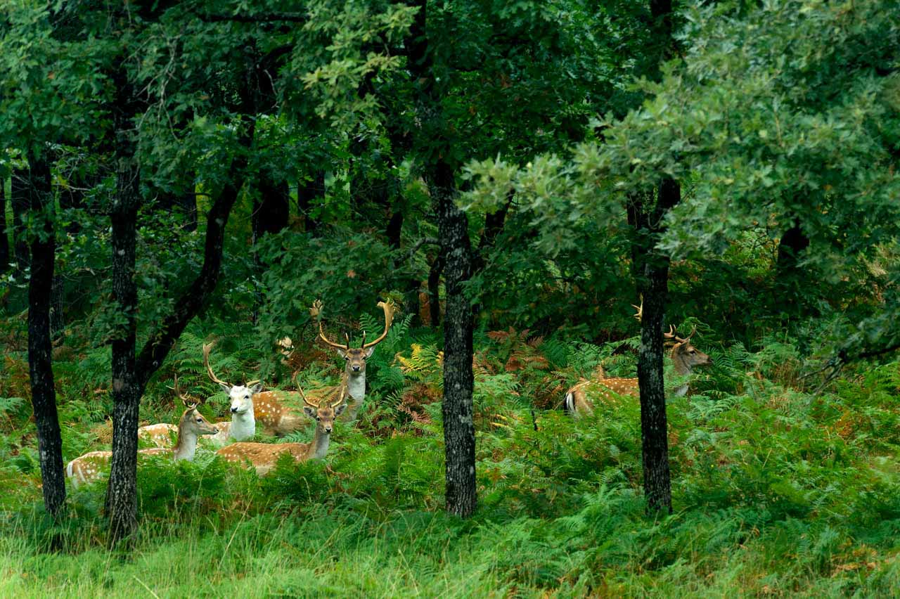 Harde de daims européens dans une forêt du Poitou-Charentes.
