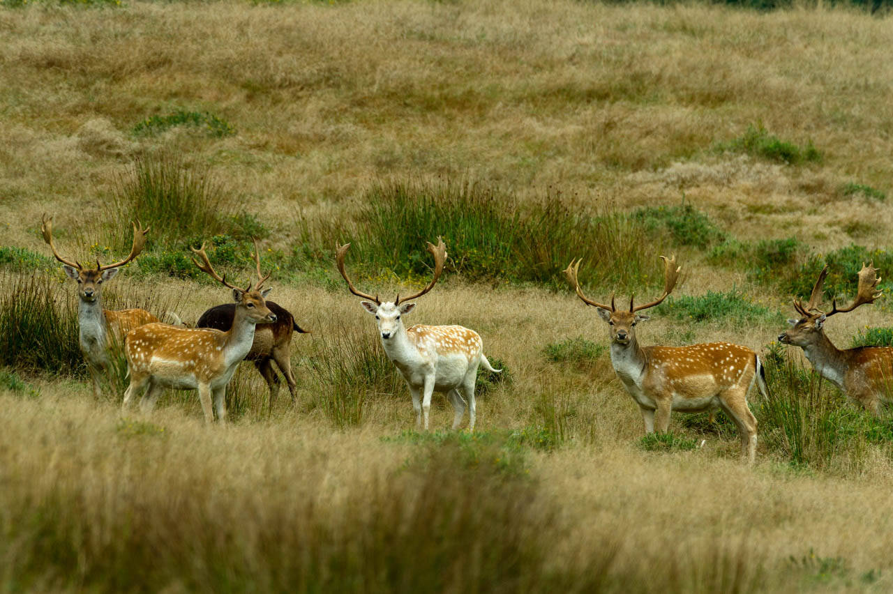 Harde de daims européens dans une forêt du Poitou-Charentes.