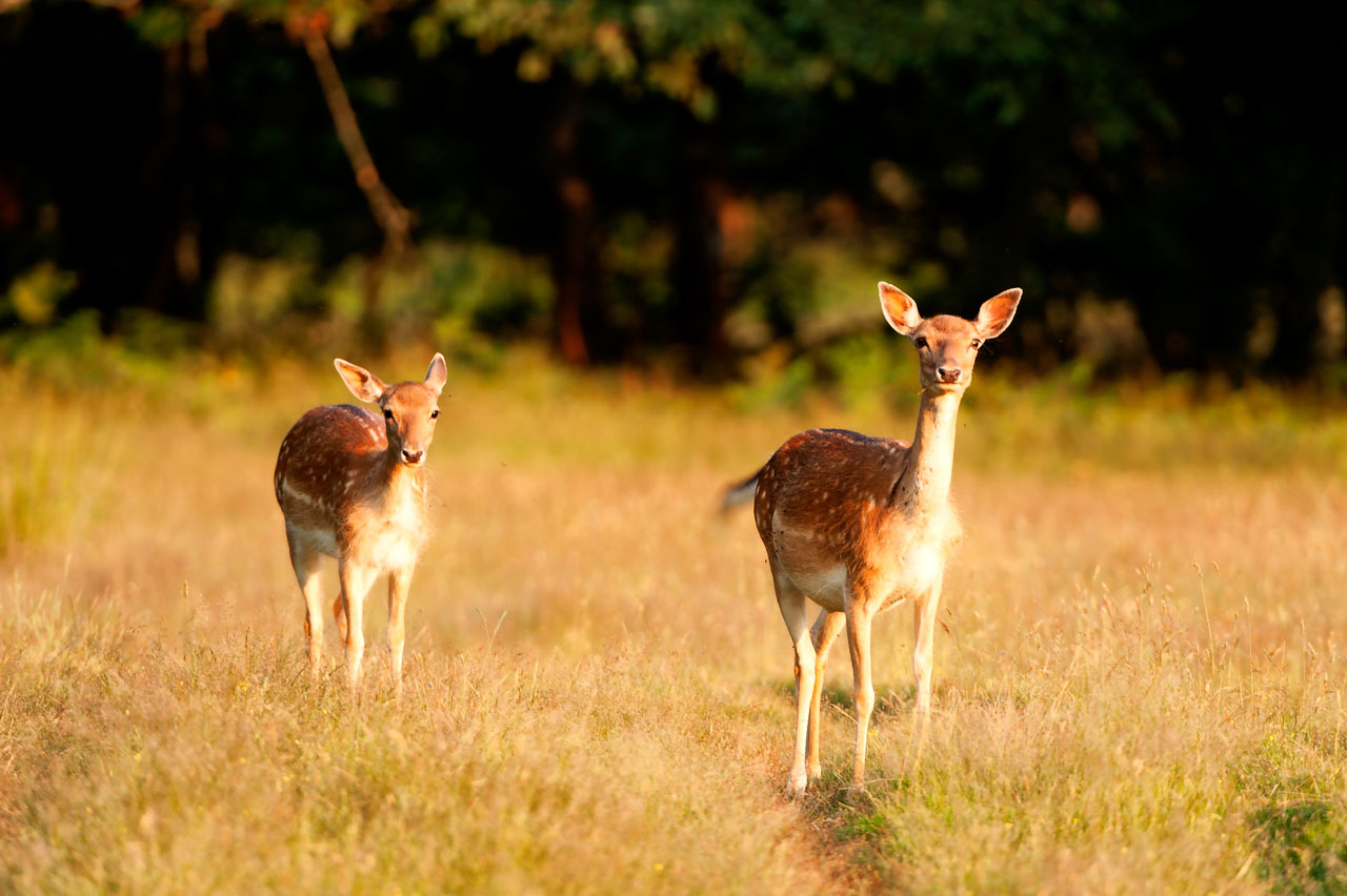 Une daine et son faon dans une forêt du Poitou-Charentes.