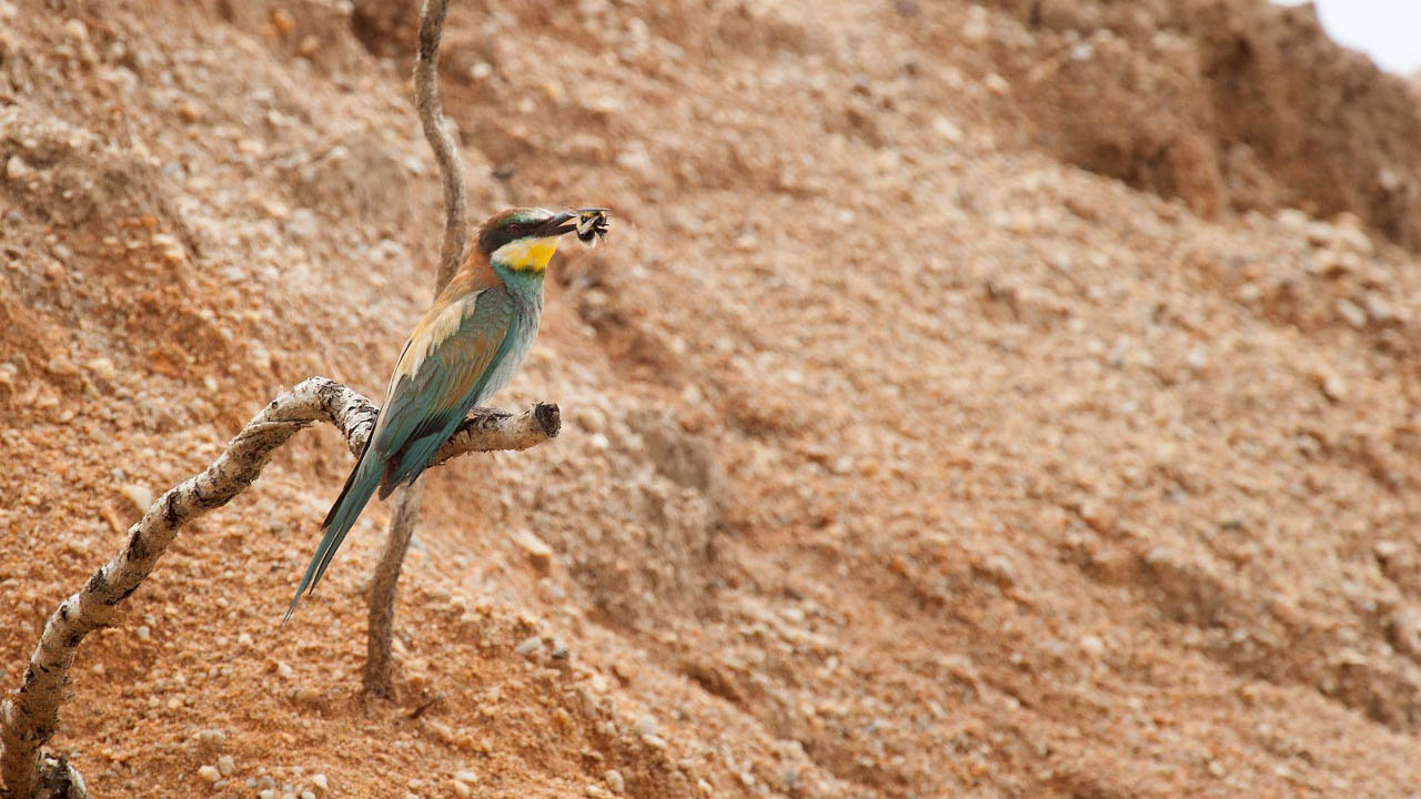 European bee eater with a bee in its beak.