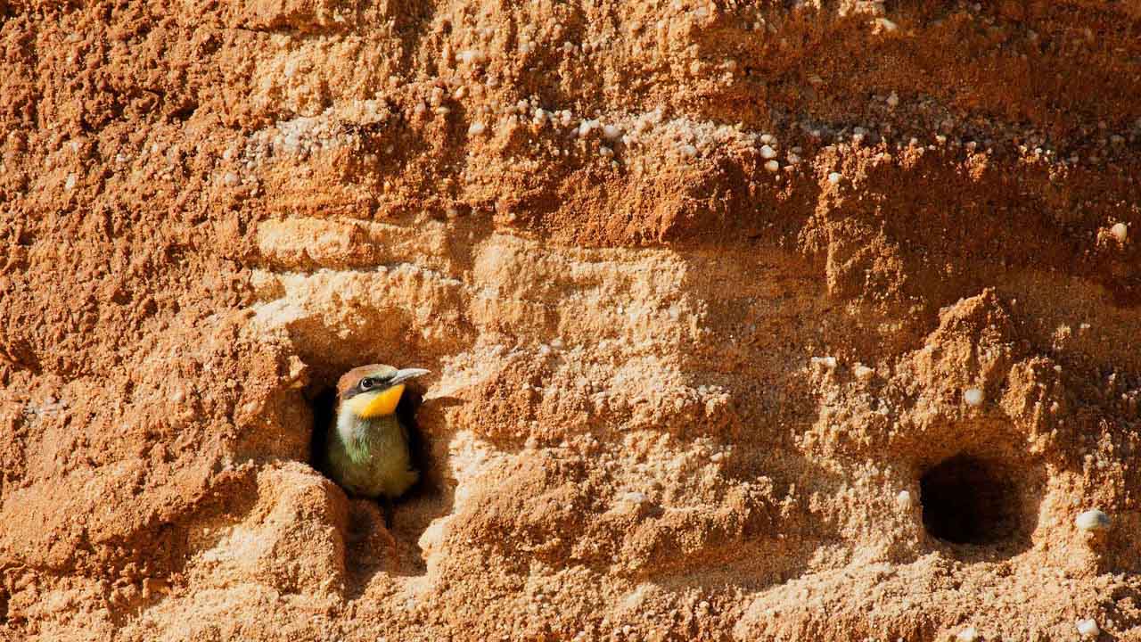 European Bee-eater juvenile in his burrow in a sand quarry.