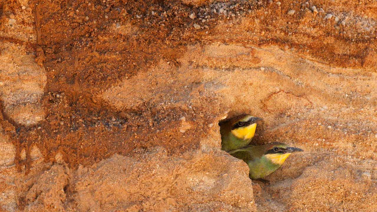 European Bee-eater juvenile in his burrow in a sand quarry.