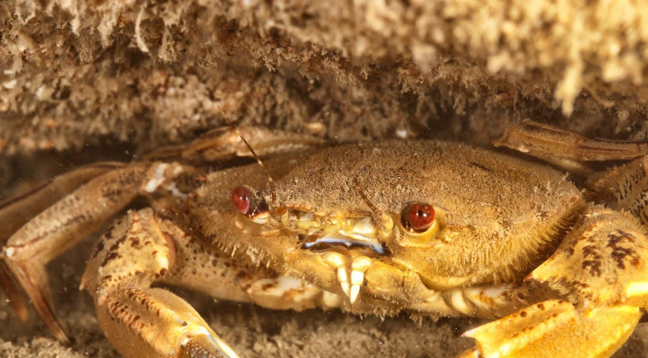 Etrille cachée sur l'épave du recoin au large de l'île d'Oléron en Charente Maritime.