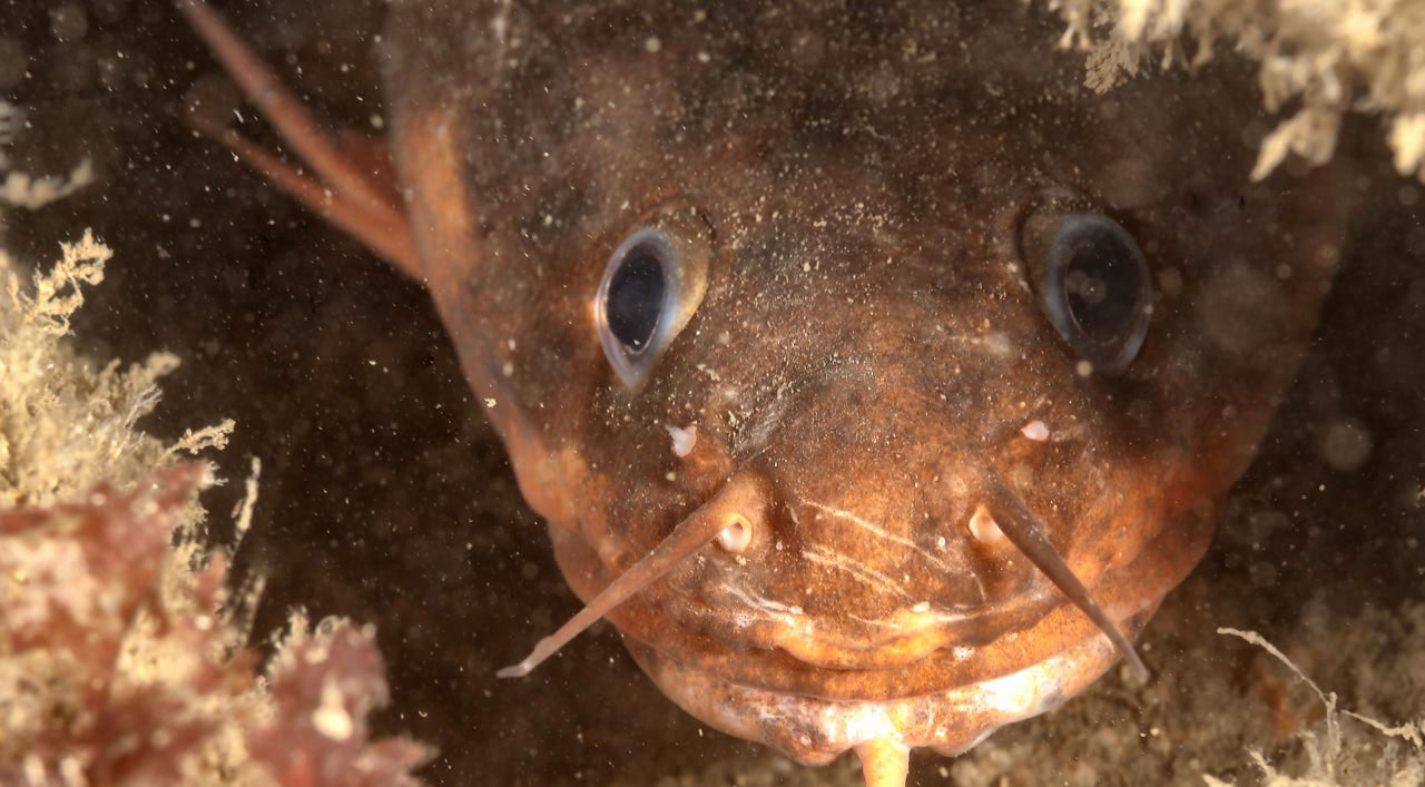 Mostelle cachée sur l'épave du recoin au large de l'île d'Oléron en Charente Maritime.