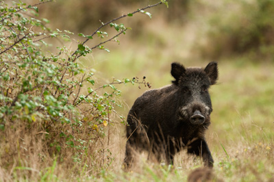 Wild hogs of the forests of Charente-Maritime in France. Photographs by Amar Guillen.