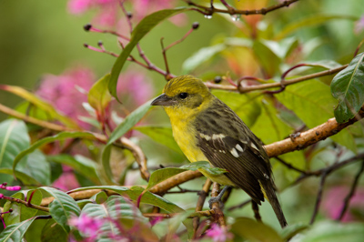 Mountain birds of Costa Rica. Photographs by Amar Guillen.