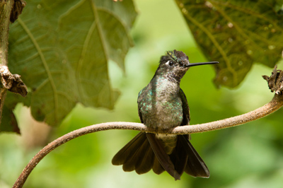 Mountain birds of Costa Rica. Photographs by Amar Guillen.