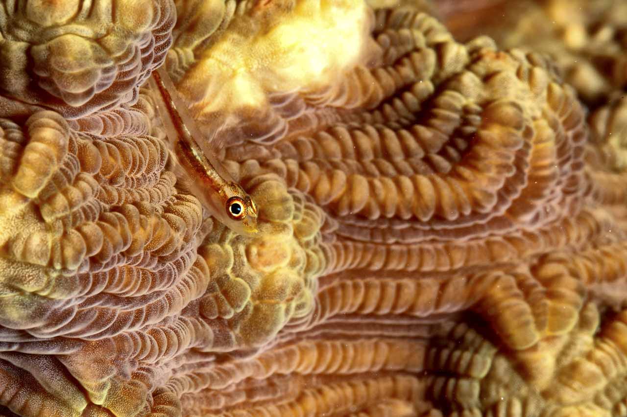 Une gobie sur un corail dur en Mer Rouge en Egypte.