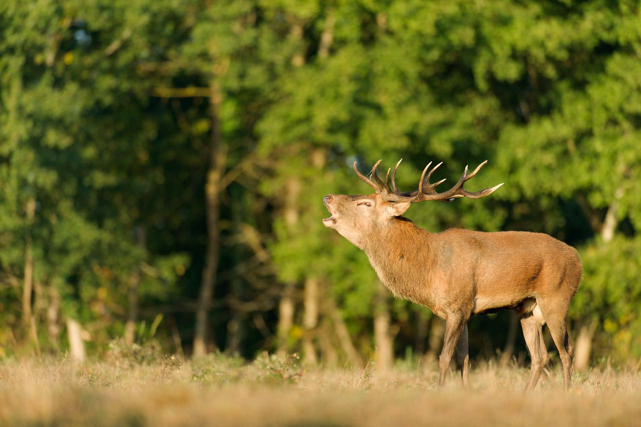A red deer photographed in the mist from a natural blind in a forest.