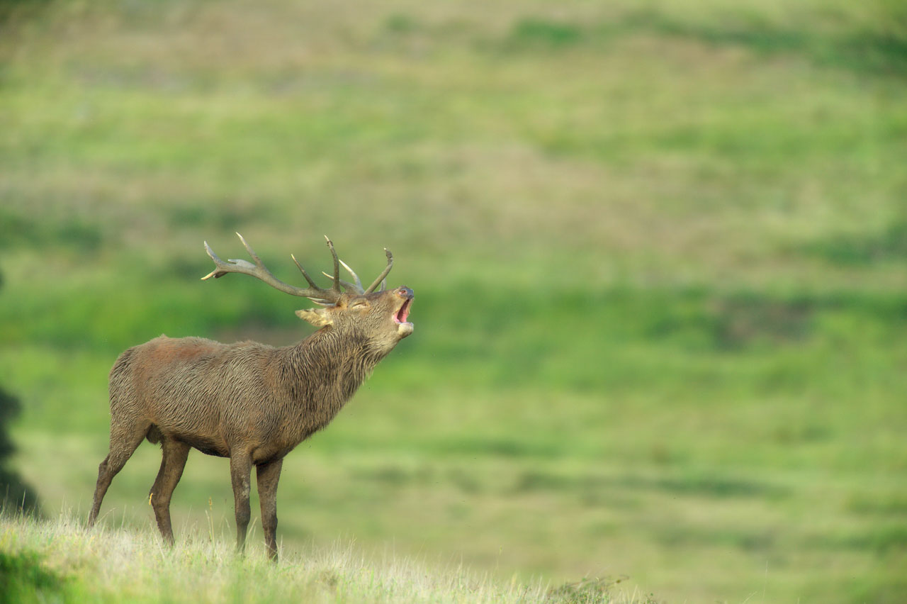 A red deer photographed in the mist from a natural blind in a forest.