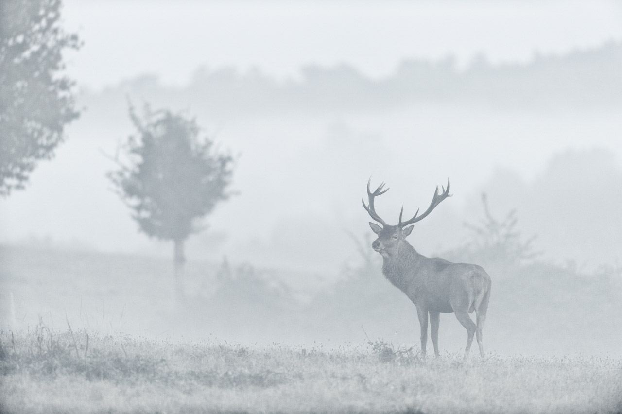 Un cerf élaphe en bois sec dans le brouillard pendant le brame du cerf.