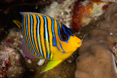 Gros plans sous-marins au large du Soudan en Mer Rouge. Photographies par Amar Guillen.