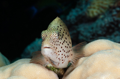 Gros plans sous-marins au large du Soudan en Mer Rouge. Photographies par Amar Guillen.