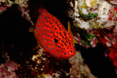 Gros plans sous-marins au large du Soudan en Mer Rouge. Photographies par Amar Guillen.
