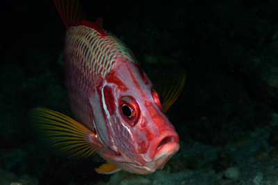Gros plans sous-marins au large du Soudan en Mer Rouge. Photographies par Amar Guillen.