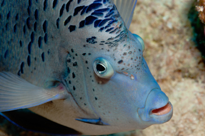 Gros plans sous-marins au large du Soudan en Mer Rouge. Photographies par Amar Guillen.