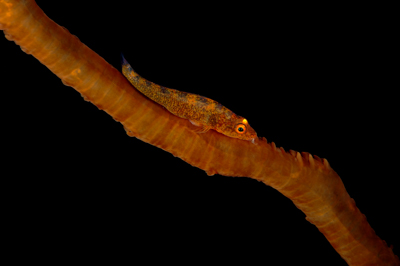 Gros plans sous-marins au large du Soudan en Mer Rouge. Photographies par Amar Guillen.