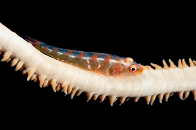 Gros plans sous-marins au large du Soudan en Mer Rouge. Photographies par Amar Guillen.