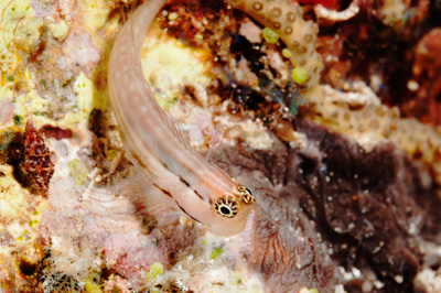 Gros plans sous-marins au large du Soudan en Mer Rouge. Photographies par Amar Guillen.