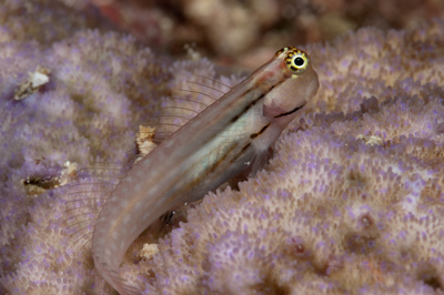 Gros plans sous-marins au large du Soudan en Mer Rouge. Photographies par Amar Guillen.