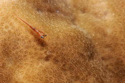 Gros plans sous-marins au large du Soudan en Mer Rouge. Photographies par Amar Guillen.