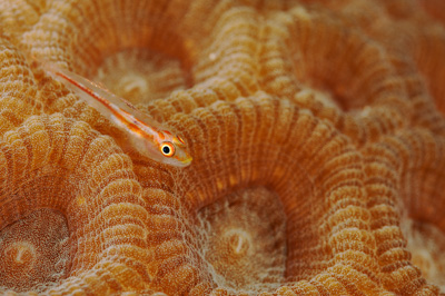 Gros plans sous-marins au large du Soudan en Mer Rouge. Photographies par Amar Guillen.