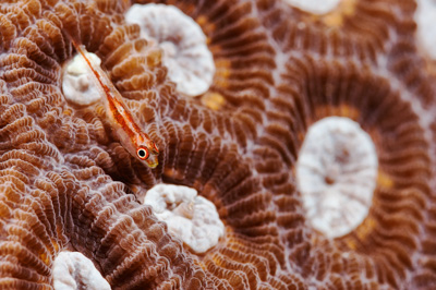 Gros plans sous-marins au large du Soudan en Mer Rouge. Photographies par Amar Guillen.