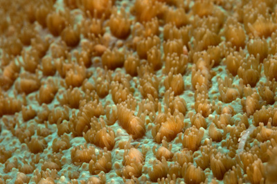 Gros plans sous-marins au large du Soudan en Mer Rouge. Photographies par Amar Guillen.