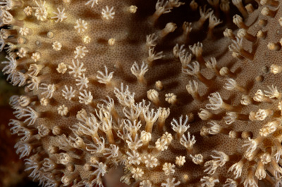 Gros plans sous-marins au large du Soudan en Mer Rouge. Photographies par Amar Guillen.