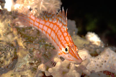 Gros plans sous-marins au large du Soudan en Mer Rouge. Photographies par Amar Guillen.