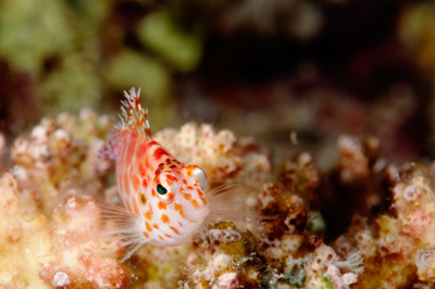 Gros plans sous-marins au large du Soudan en Mer Rouge. Photographies par Amar Guillen.
