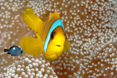 Gros plans sous-marins au large du Soudan en Mer Rouge. Photographies par Amar Guillen.