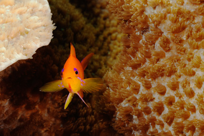 Gros plans sous-marins au large du Soudan en Mer Rouge. Photographies par Amar Guillen.