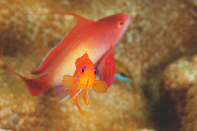 Gros plans sous-marins au large du Soudan en Mer Rouge. Photographies par Amar Guillen.