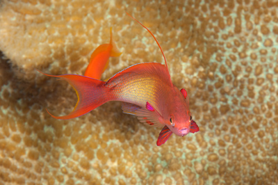 Gros plans sous-marins au large du Soudan en Mer Rouge. Photographies par Amar Guillen.