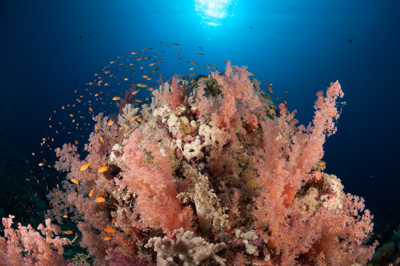 Ambiances sur les récifs coralliens de la Mer Rouge au Soudan. Photographies par Amar Guillen.