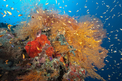 Underwater sceneries in the Red Sea off the coast of Sudan. Photographs by Amar Guillen.