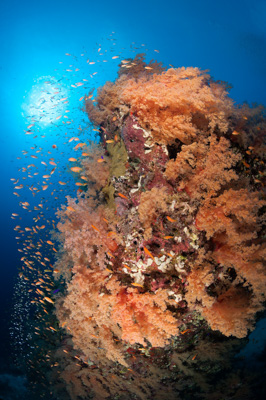 Underwater sceneries in the Red Sea off the coast of Sudan. Photographs by Amar Guillen.