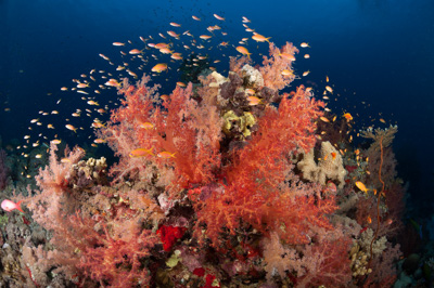 Underwater sceneries in the Red Sea off the coast of Sudan. Photographs by Amar Guillen.