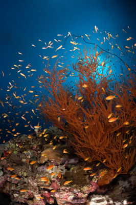 Underwater sceneries in the Red Sea off the coast of Sudan. Photographs by Amar Guillen.