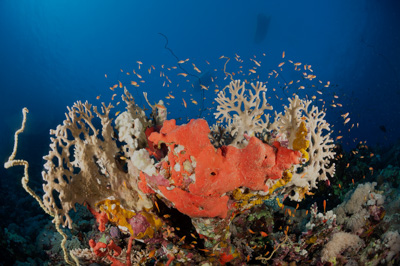 Underwater sceneries in the Red Sea off the coast of Sudan. Photographs by Amar Guillen.