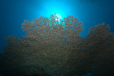 Underwater sceneries in the Red Sea off the coast of Sudan. Photographs by Amar Guillen.