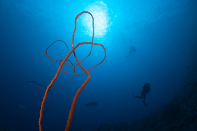 Underwater sceneries in the Red Sea off the coast of Sudan. Photographs by Amar Guillen.