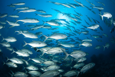 Underwater sceneries in the Red Sea off the coast of Sudan. Photographs by Amar Guillen.