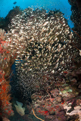 Underwater sceneries in the Red Sea off the coast of Sudan. Photographs by Amar Guillen.