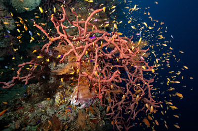 Underwater sceneries in the Red Sea off the coast of Sudan. Photographs by Amar Guillen.
