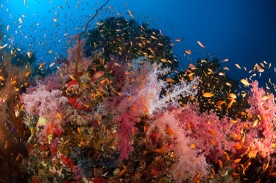 Underwater sceneries in the Red Sea off the coast of Sudan. Photographs by Amar Guillen.